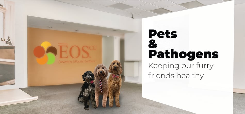Pets and Pathogens: Keeping Our Furry Friends Healthy