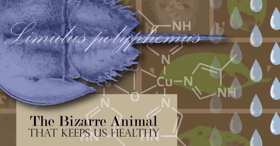 The Bizarre Animal That Helps Keep Us Healthy