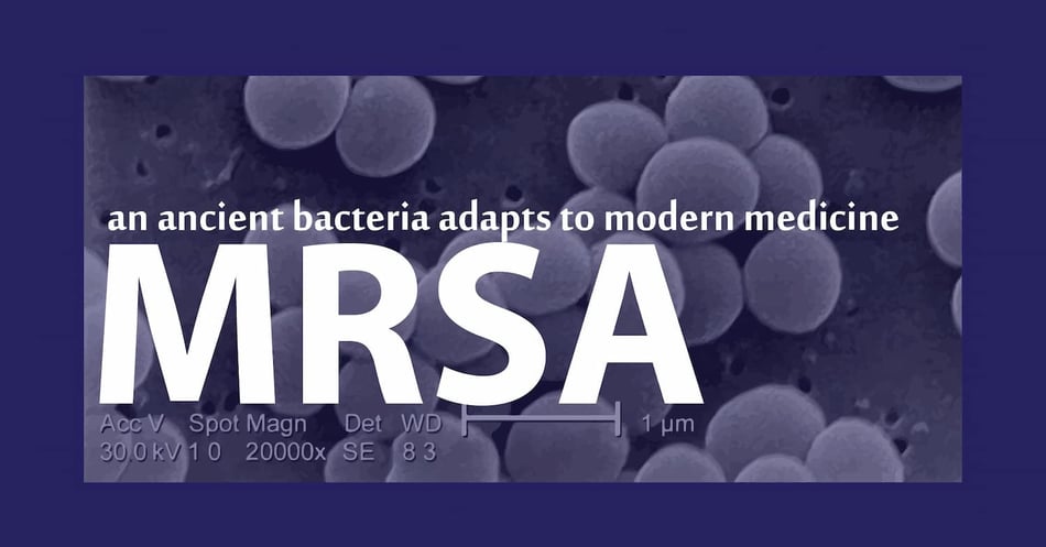 MRSA: An Ancient Bacteria Adapts to Modern Medicine